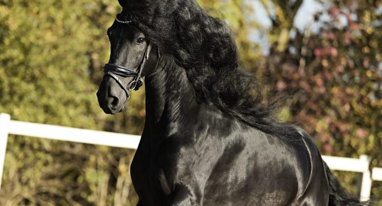 Stunning Friesian Stallion – Ridden