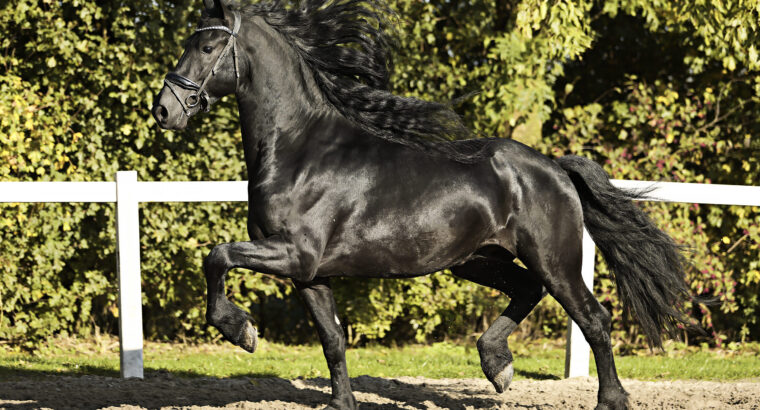 Stunning Friesian Stallion – Ridden