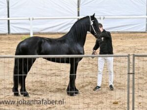 Friesian Stallion – Champion as a foal