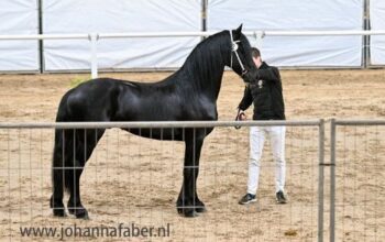 Friesian Stallion – Champion as a foal