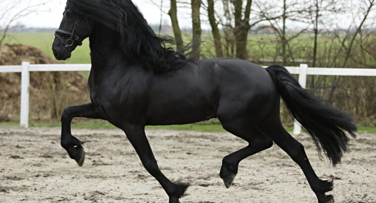 Star Stallion – Sport and talent