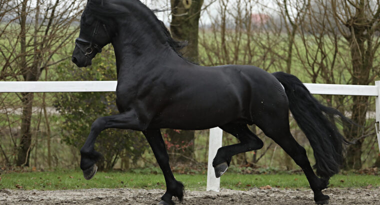 Star Stallion – Sport and talent